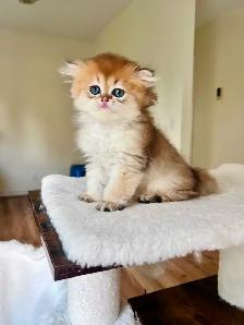 Adorable Golden British Longhair Boy/kitten with a sweet heart - Photo 6