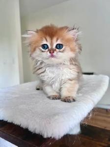 Adorable Golden British Longhair Boy/kitten with a sweet heart - Photo 7