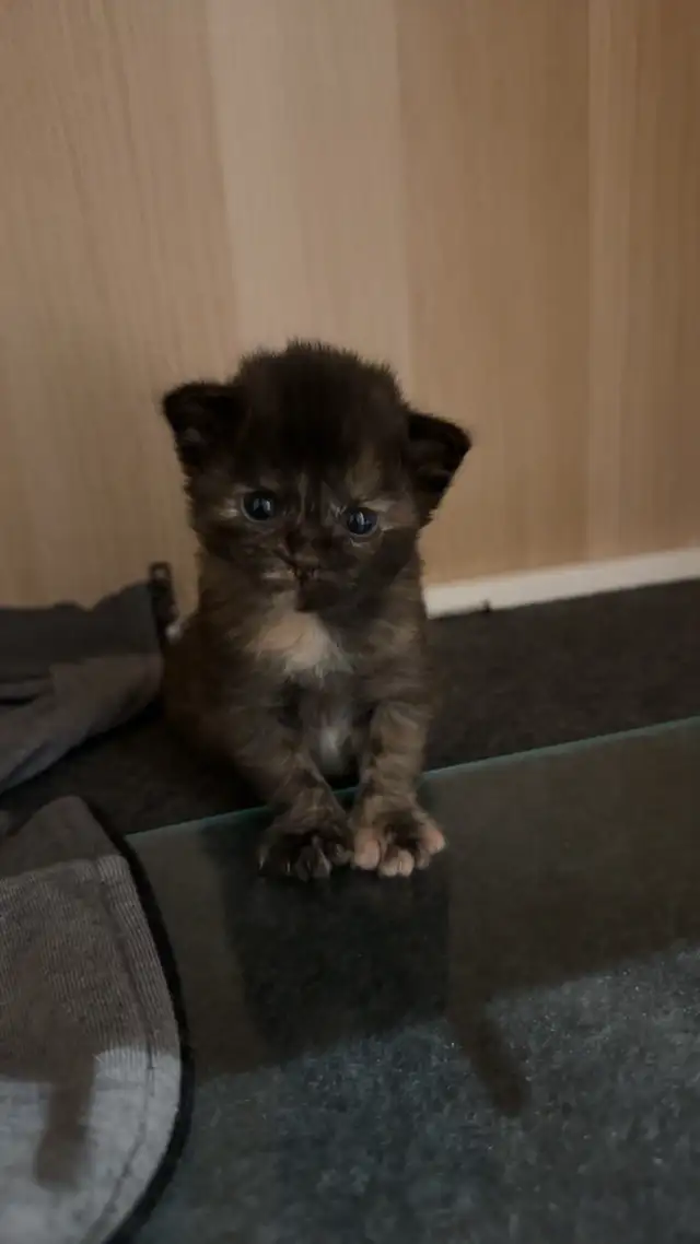 Tortoiseshell Kitten