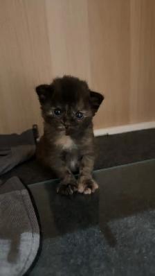 Tortoiseshell Kitten