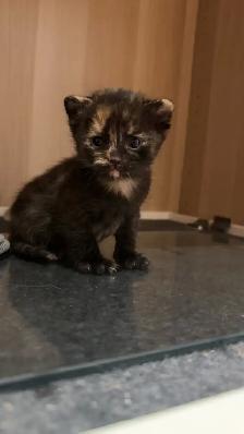 Tortoiseshell Kitten - Photo 2