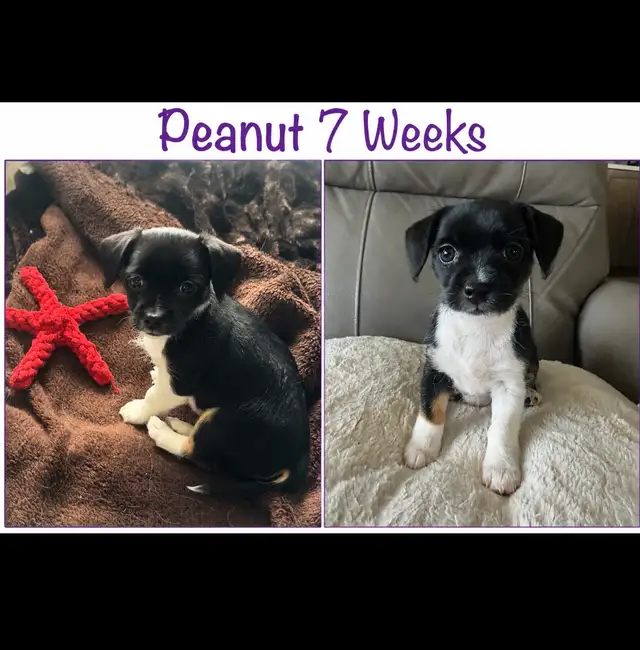 Havanese Maltese Pomeranian Papillon cross puppies