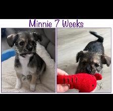 Havanese Maltese Pomeranian Papillon cross puppies - Photo 2