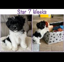 Havanese Maltese Pomeranian Papillon cross puppies - Photo 3