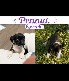 Havanese Maltese Pomeranian Papillon cross puppies - Photo 4