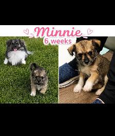 Havanese Maltese Pomeranian Papillon cross puppies - Photo 5