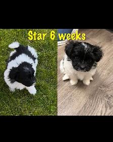 Havanese Maltese Pomeranian Papillon cross puppies - Photo 6
