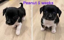 Havanese Maltese Pomeranian Papillon cross puppies - Photo 7