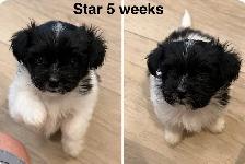Havanese Maltese Pomeranian Papillon cross puppies - Photo 8
