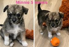 Havanese Maltese Pomeranian Papillon cross puppies - Photo 9