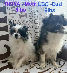 Havanese Maltese Pomeranian Papillon cross puppies - Photo 10