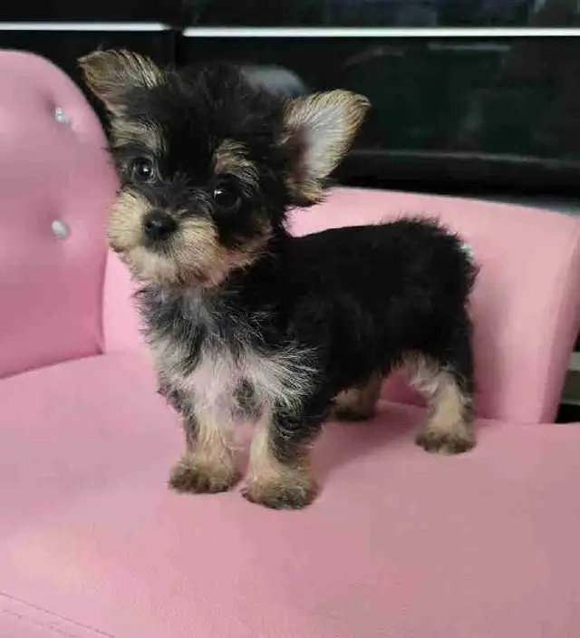 yorkie puppies
