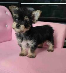 yorkie puppies
