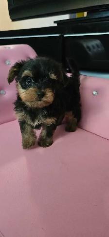 yorkie puppies - Photo 2