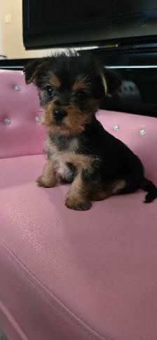 yorkie puppies - Photo 3