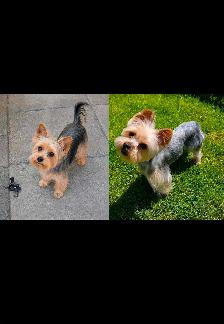 yorkie puppies - Photo 4