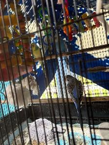 2 Bonded Pairs of Budgie Birds
