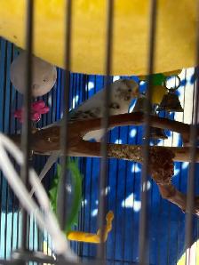 2 Bonded Pairs of Budgie Birds - Photo 2