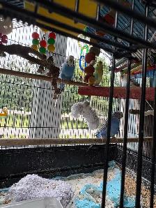 2 Bonded Pairs of Budgie Birds - Photo 3
