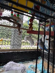 2 Bonded Pairs of Budgie Birds - Photo 4