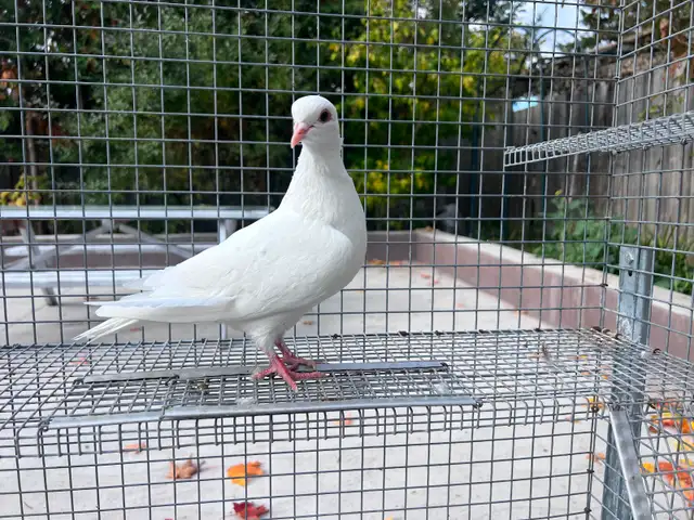 White Pigeons