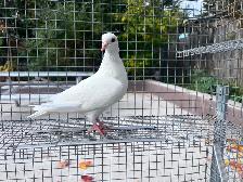White Pigeons