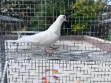 White Pigeons - Photo 2