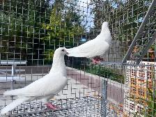 White Pigeons - Photo 3