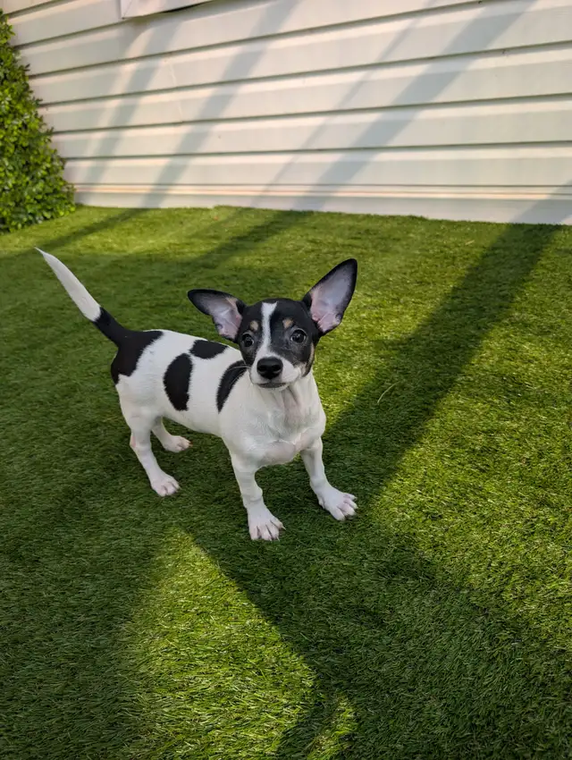Chihuahua's for sale