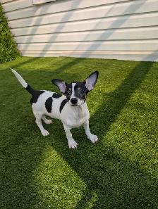 Chihuahua's for sale