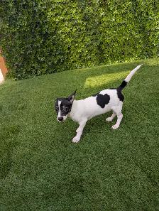 Chihuahua's for sale - Photo 2