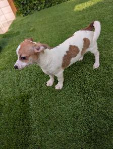Chihuahua's for sale - Photo 5