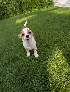 Chihuahua's for sale - Photo 6