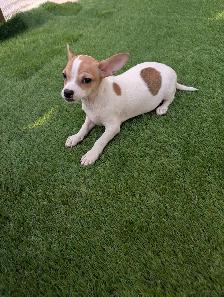 Chihuahua's for sale - Photo 7