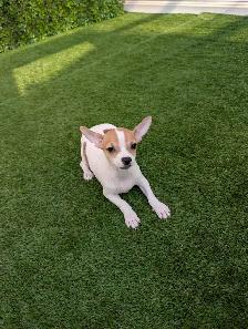 Chihuahua's for sale - Photo 8