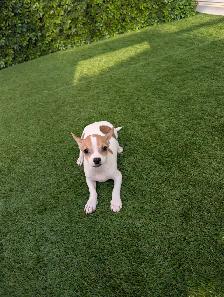 Chihuahua's for sale - Photo 9