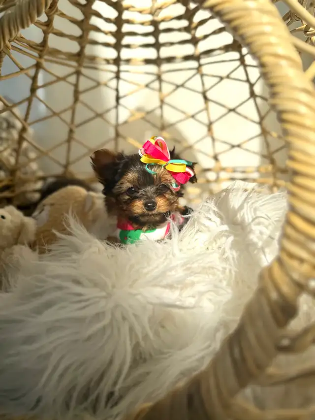 Tiny Yorkie Puppies