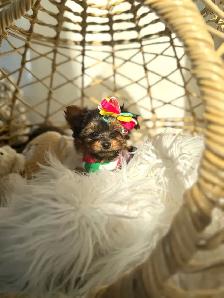 Tiny Yorkie Puppies