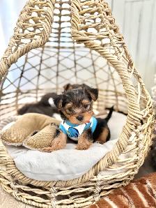 Tiny Yorkie Puppies - Photo 2