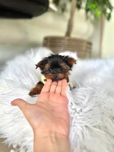 Tiny Yorkie Puppies - Photo 3