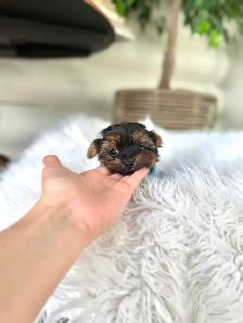 Tiny Yorkie Puppies - Photo 4