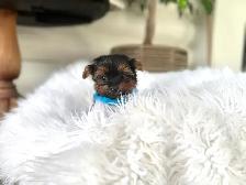 Tiny Yorkie Puppies - Photo 5
