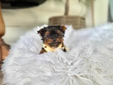 Tiny Yorkie Puppies - Photo 6