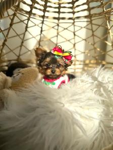 Tiny Yorkie Puppies - Photo 7
