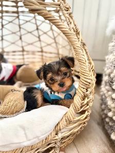 Tiny Yorkie Puppies - Photo 8