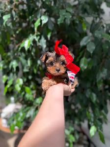 Tiny Yorkie Puppies - Photo 9