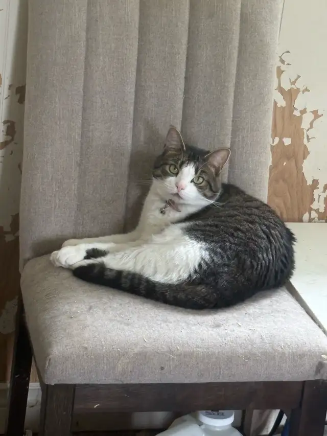 Adult Cats to Rehome