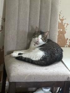 Adult Cats to Rehome