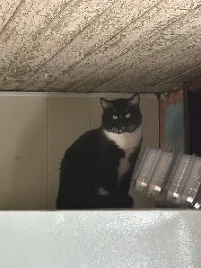 Adult Cats to Rehome - Photo 2
