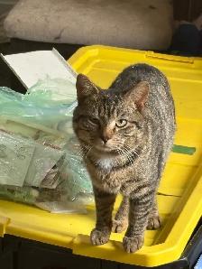 Adult Cats to Rehome - Photo 3